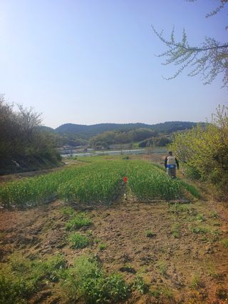 오이8898황산면님의 마늘 · 영농일지 작성글 사진