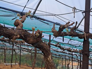 조연만님의 기타작물 · 영농일지 작성글 사진