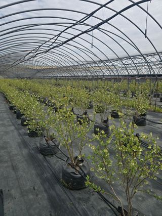 축복농장님의 호박 · 영농일지 작성글 사진