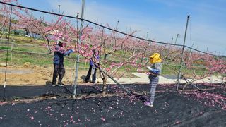 김인하님의 복숭아 · 영농일지 작성글 사진