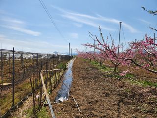 꿀복이농장님의 작성글 사진
