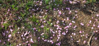 달맛햇복숭아농원님의 복숭아 · 영농일지 작성글 사진