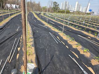 마늘25328님의 기타작물 · 영농일지 작성글 사진