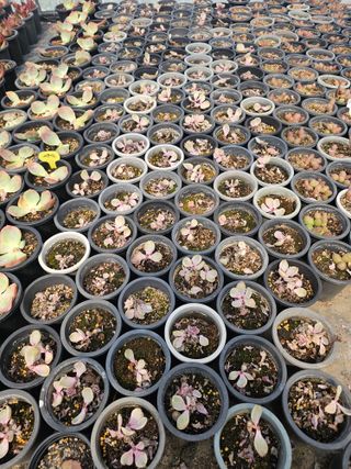 신상섭님의 기타작물 · 영농일지 작성글 사진