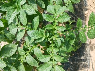 홍순복님의 기타작물 · 영농일지 작성글 사진