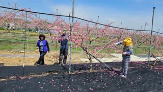 김인하님의 복숭아 · 영농일지 작성글 사진