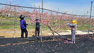 김인하님의 복숭아 · 영농일지 작성글 사진