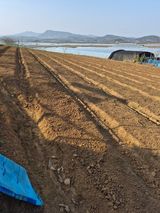 팜모닝 참깨·영농일지 게시글 이미지