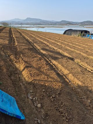 김동수님의 참깨 · 영농일지 작성글 사진