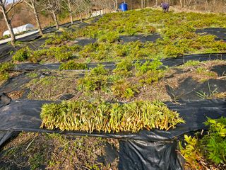 홍천산채농원님의 기타작물 · 영농일지 작성글 사진