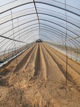 자기왕사랑해님의 고추 · 영농일지 작성글 사진