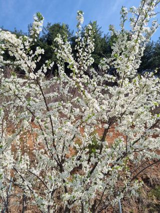 심기섭님의 기타작물 · 영농일지 작성글 사진