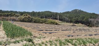 김진순님의 고추 · 영농일지 작성글 사진