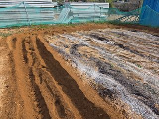 콩7431(팔공산)님의 복숭아 · 영농일지 작성글 사진