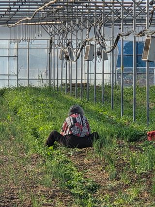 임광순님의 파 · 영농일지 작성글 사진