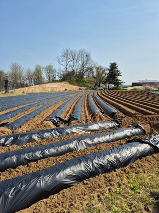 김경형님의 기타작물 · 영농일지 작성글 사진