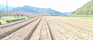 김명숙님의 기타작물 · 영농일지 작성글 사진