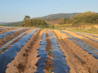 이용찬 열매마농원님의 기타작물 · 영농일지 작성글 사진