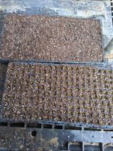 팜모닝 참깨·영농일지 게시글 이미지