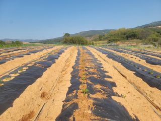 이용찬 열매마농원님의 기타작물 · 영농일지 작성글 사진