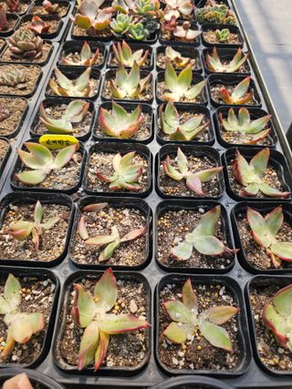 신상섭님의 기타작물 · 영농일지 작성글 사진