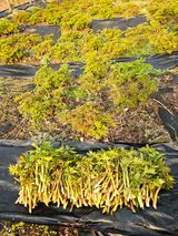 홍천산채농원님의 작성글 사진