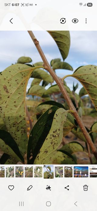 김수학님의 감 · 영농일지 작성글 사진