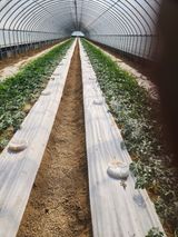 김저팔계님의 작성글 사진