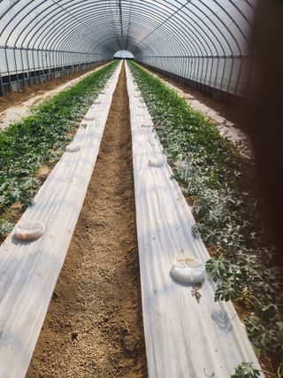 김저팔계님의 기타작물 · 영농일지 작성글 사진