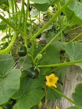 빛그린 김용화님의 작성글 사진