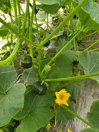 빛그린 김용화님의 호박 · 영농일지 작성글 사진