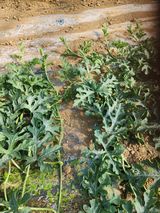 김저팔계님의 작성글 사진