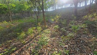 유니거니님의 기타작물 · 영농일지 작성글 사진