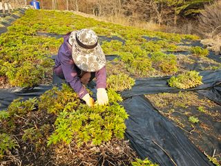 홍천산채농원님의 기타작물 · 영농일지 작성글 사진