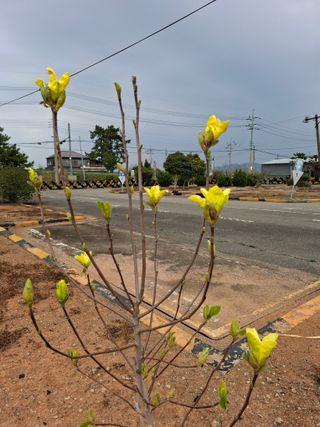 결단이님의 기타작물 · 영농일지 작성글 사진