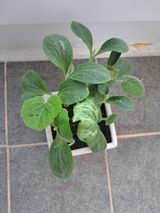 팜모닝 기타작물·영농일지 게시글 이미지