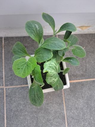 딸기15538님의 기타작물 · 영농일지 작성글 사진