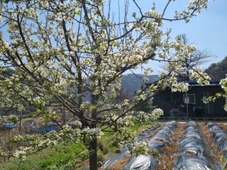 심기섭님의 기타작물 · 영농일지 작성글 사진