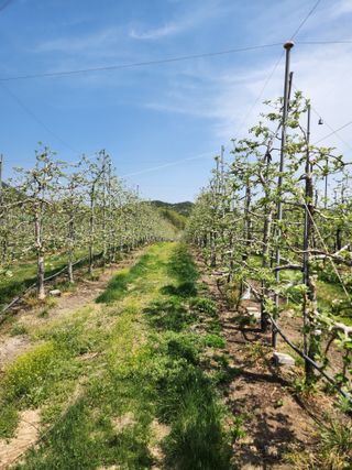 블루베리19036님의 기타작물 · 영농일지 작성글 사진