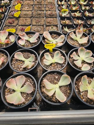 신상섭님의 기타작물 · 영농일지 작성글 사진