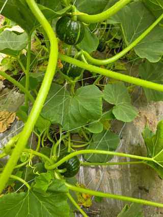 빛그린 김용화님의 호박 · 영농일지 작성글 사진