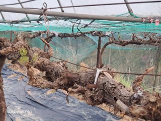 조연만님의 기타작물 · 영농일지 작성글 사진