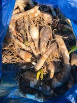 팜모닝 기타작물·영농일지 게시글 이미지