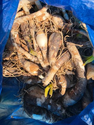 김성환님의 기타작물 · 영농일지 작성글 사진