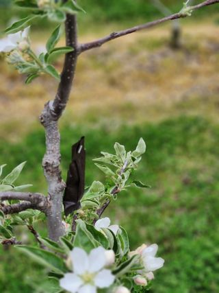 블루베리19036님의 기타작물 · 영농일지 작성글 사진