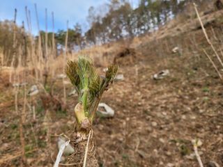 돈디아고(김덕수)님의 두릅 · 영농일지 작성글 사진