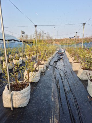 김한수님의 블루베리 · 영농일지 작성글 사진