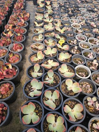 신상섭님의 기타작물 · 영농일지 작성글 사진