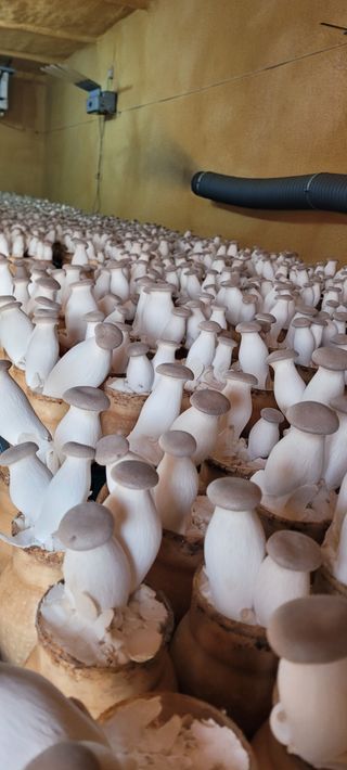 오●석님의 기타작물 · 영농일지 작성글 사진