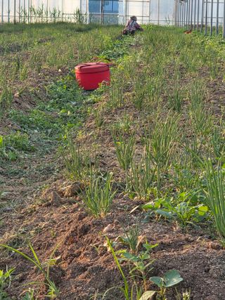 임광순님의 파 · 영농일지 작성글 사진